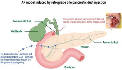 Antioxidative effect of astragalosides on acute pancreatitis in mice